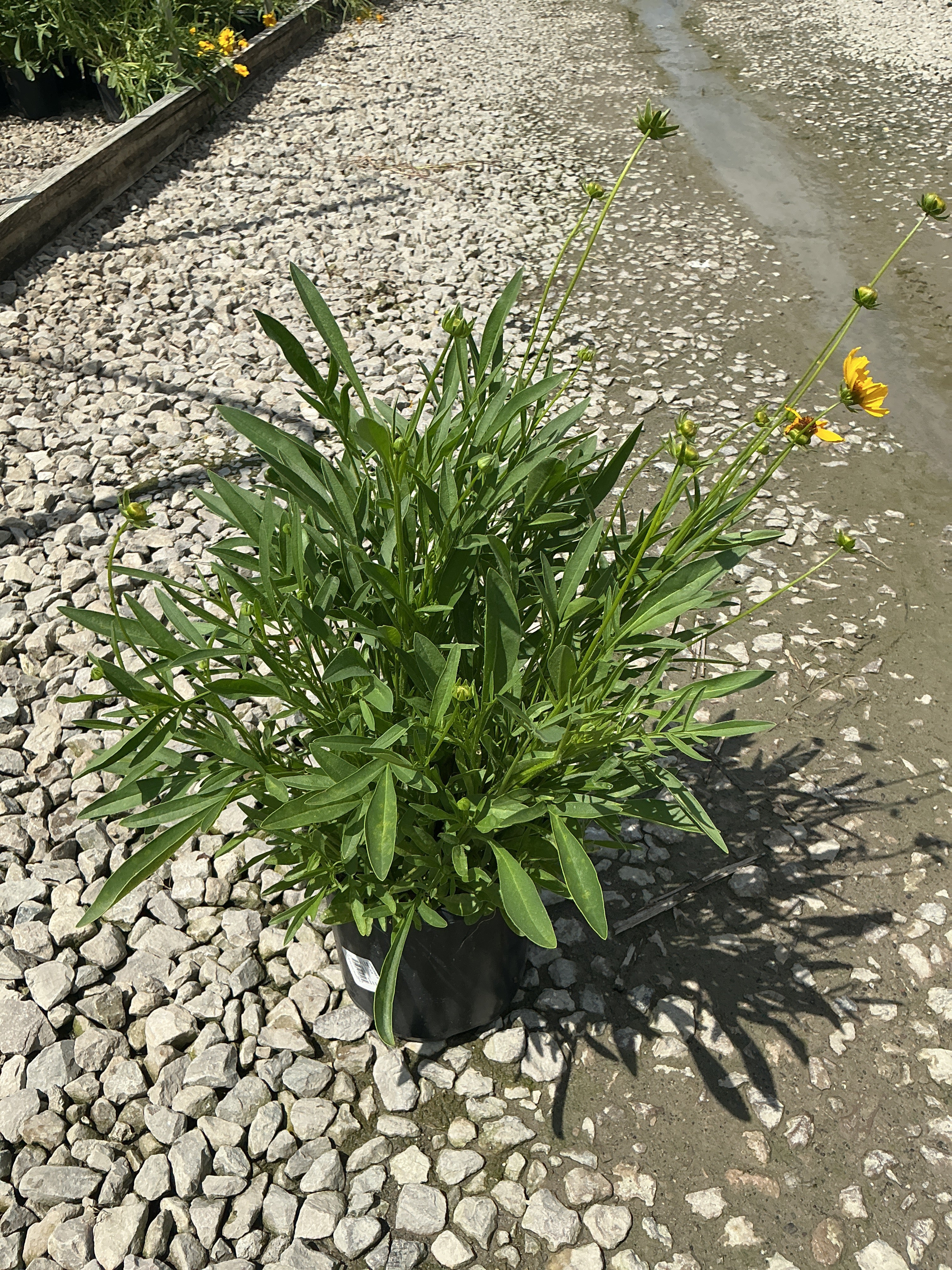 Coreopsis grandiflora 'Baby Sun'