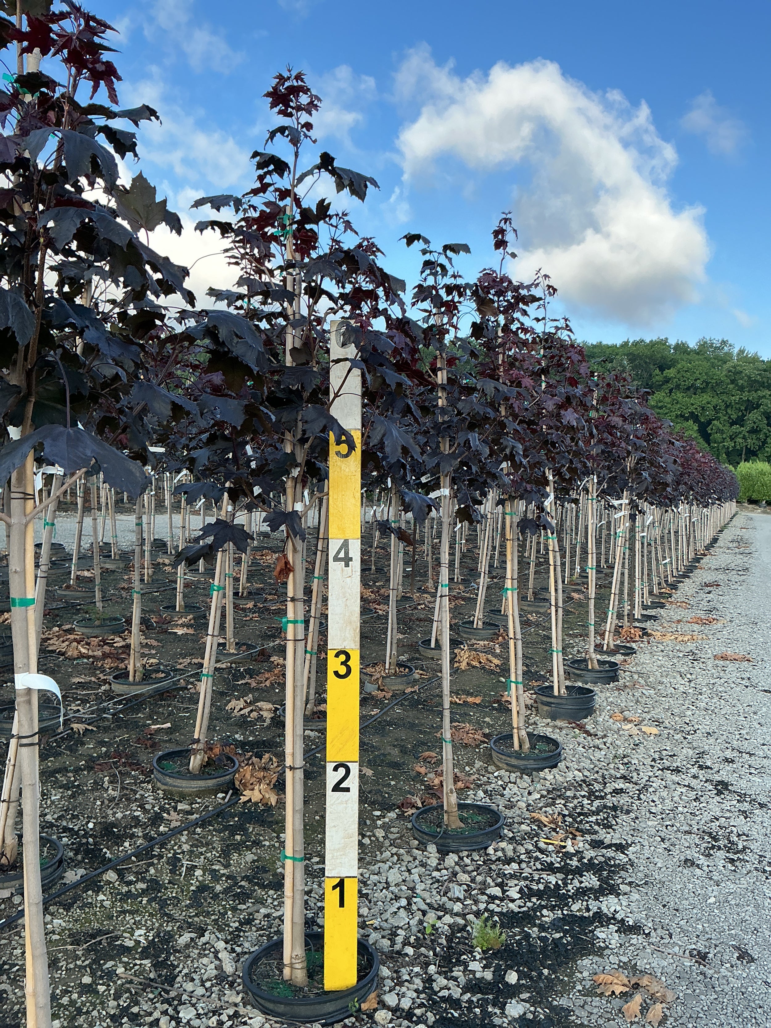 Acer platanoides 'Crimson King'