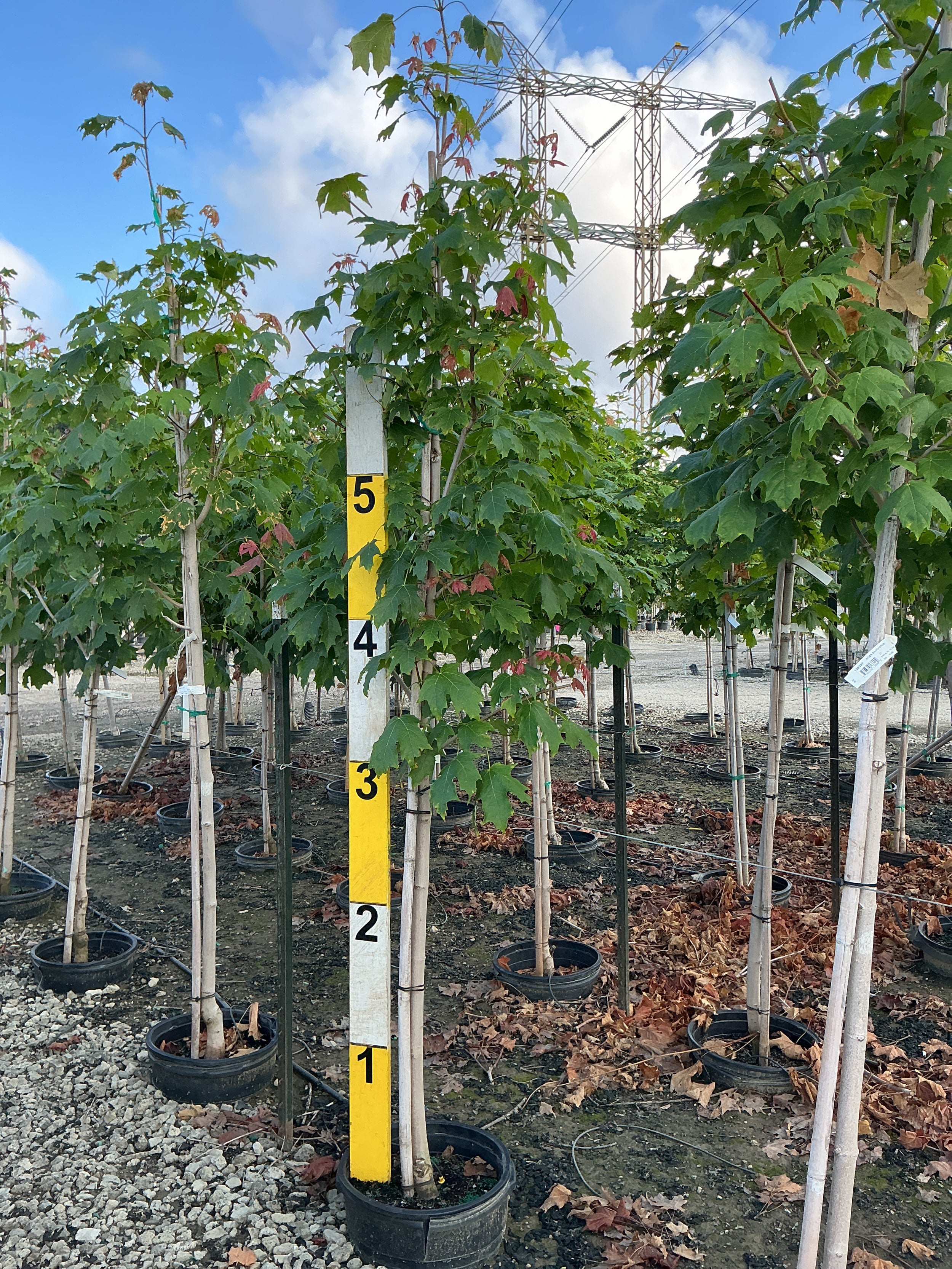 Acer saccharum