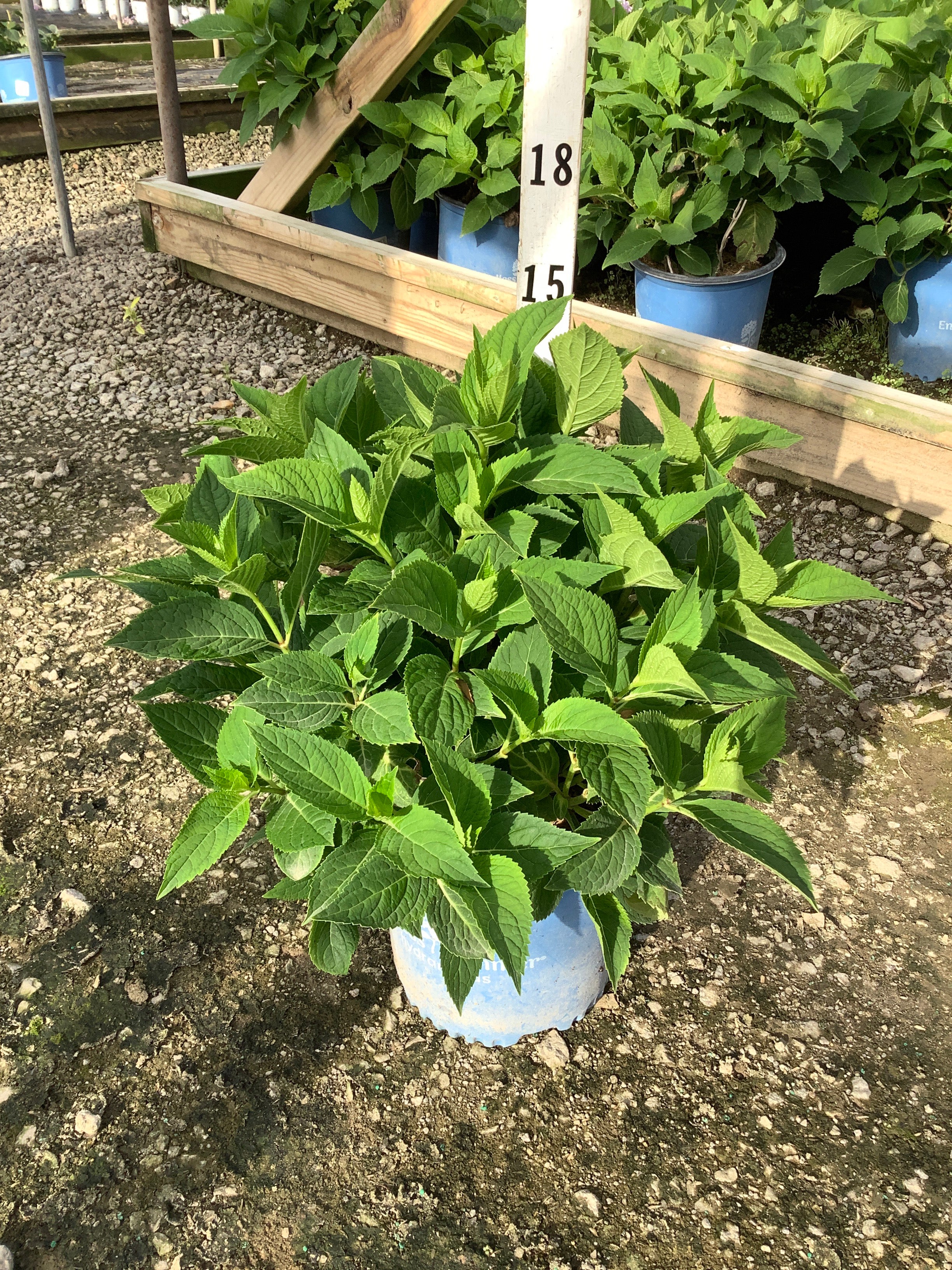 Hydrangea macrophylla 'Bailmer'