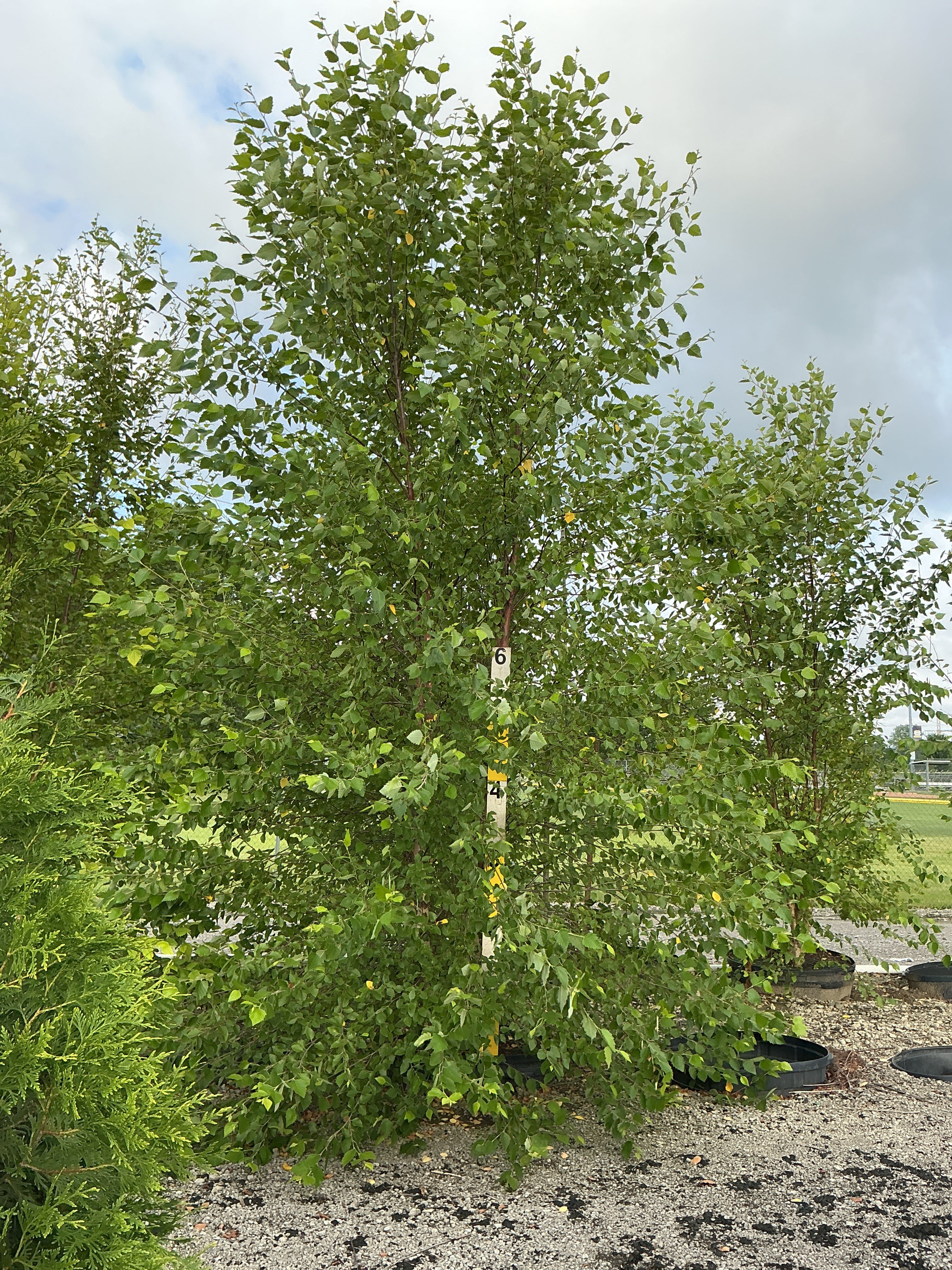 Betula nigra 'Cully'