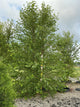 Betula nigra 'Cully'