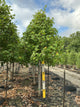 Acer x freemanii 'Jeffersred'