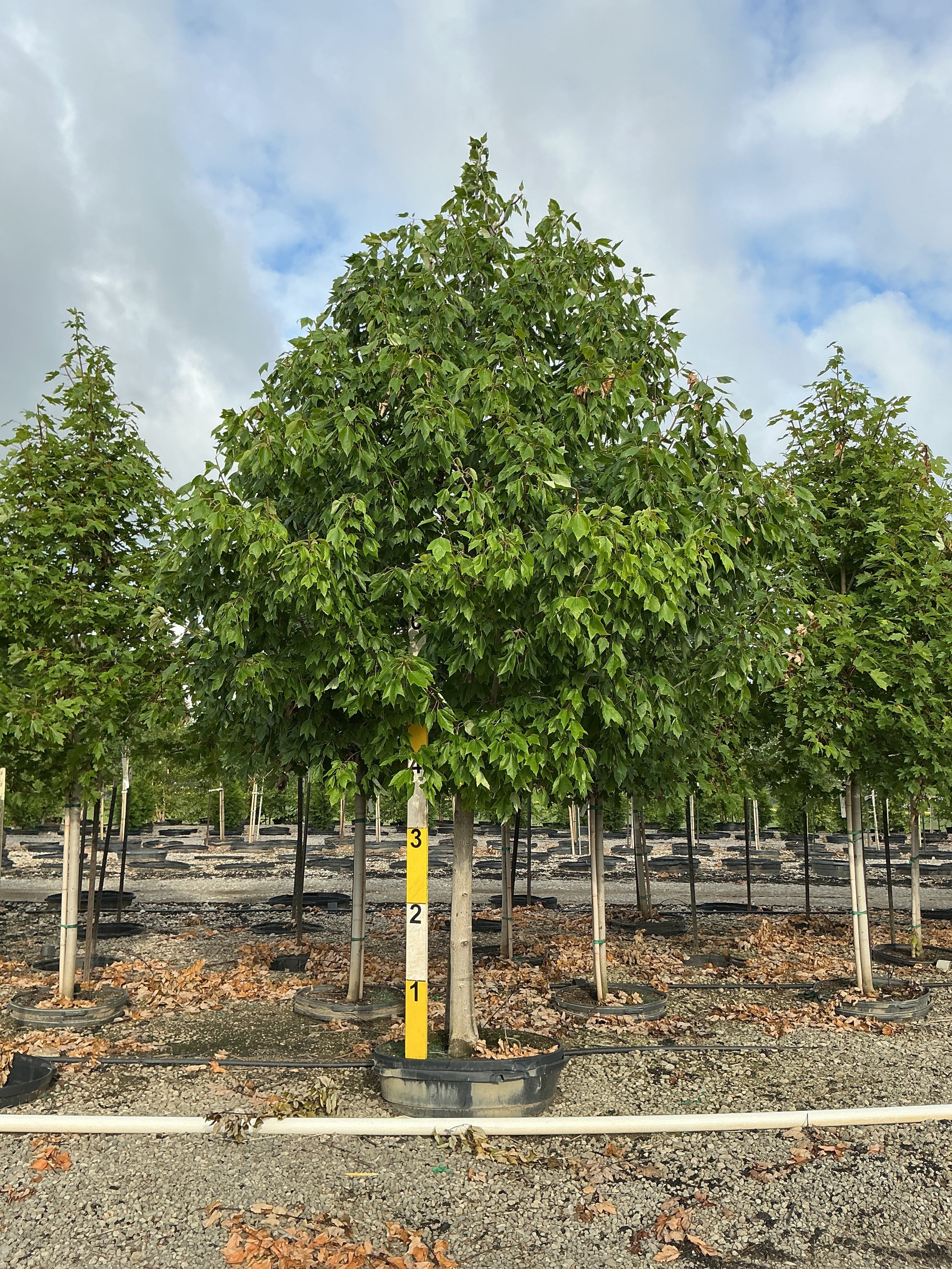 Acer x freemanii 'Jeffersred'