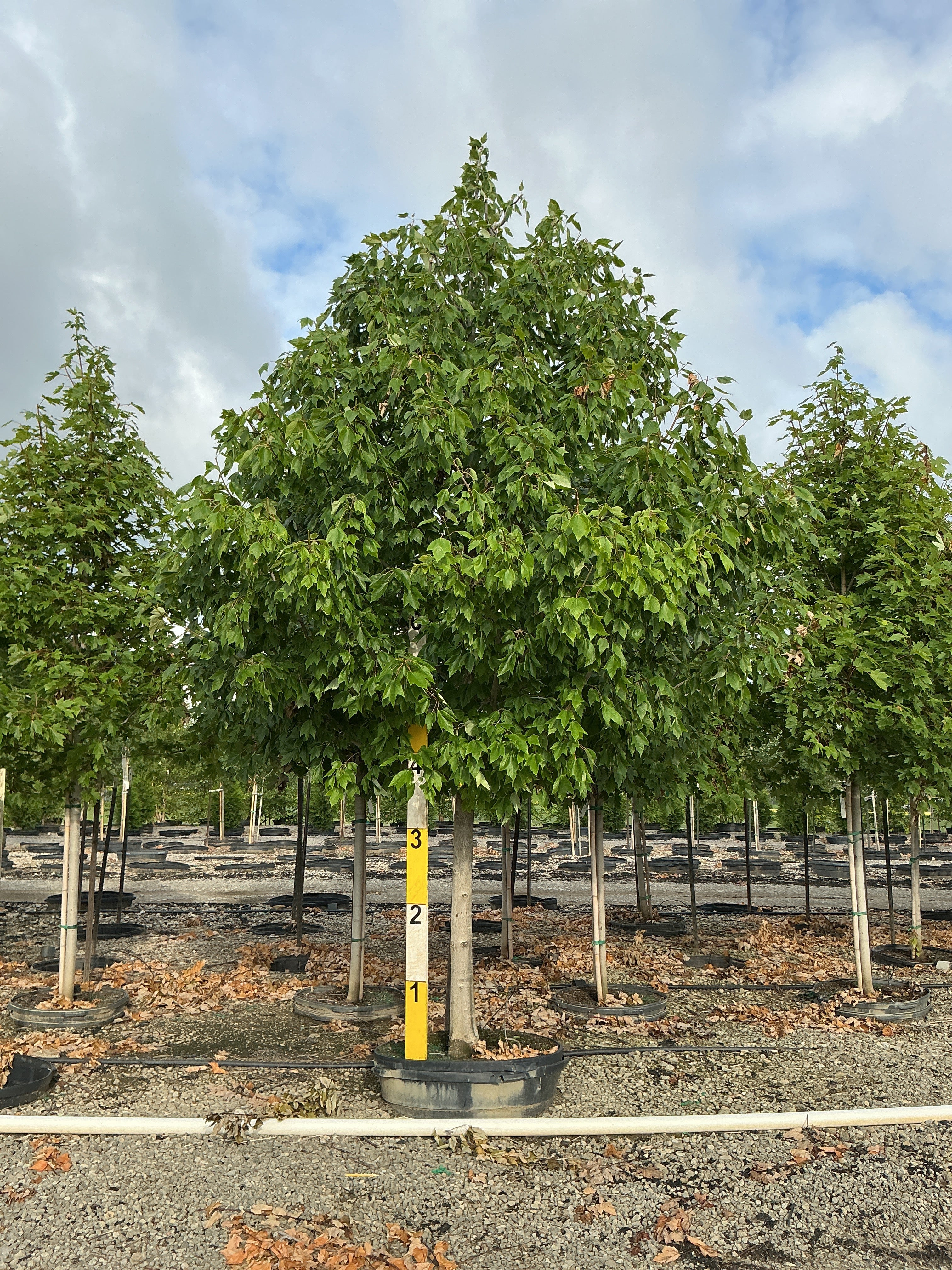 Acer x freemanii 'Jeffersred'