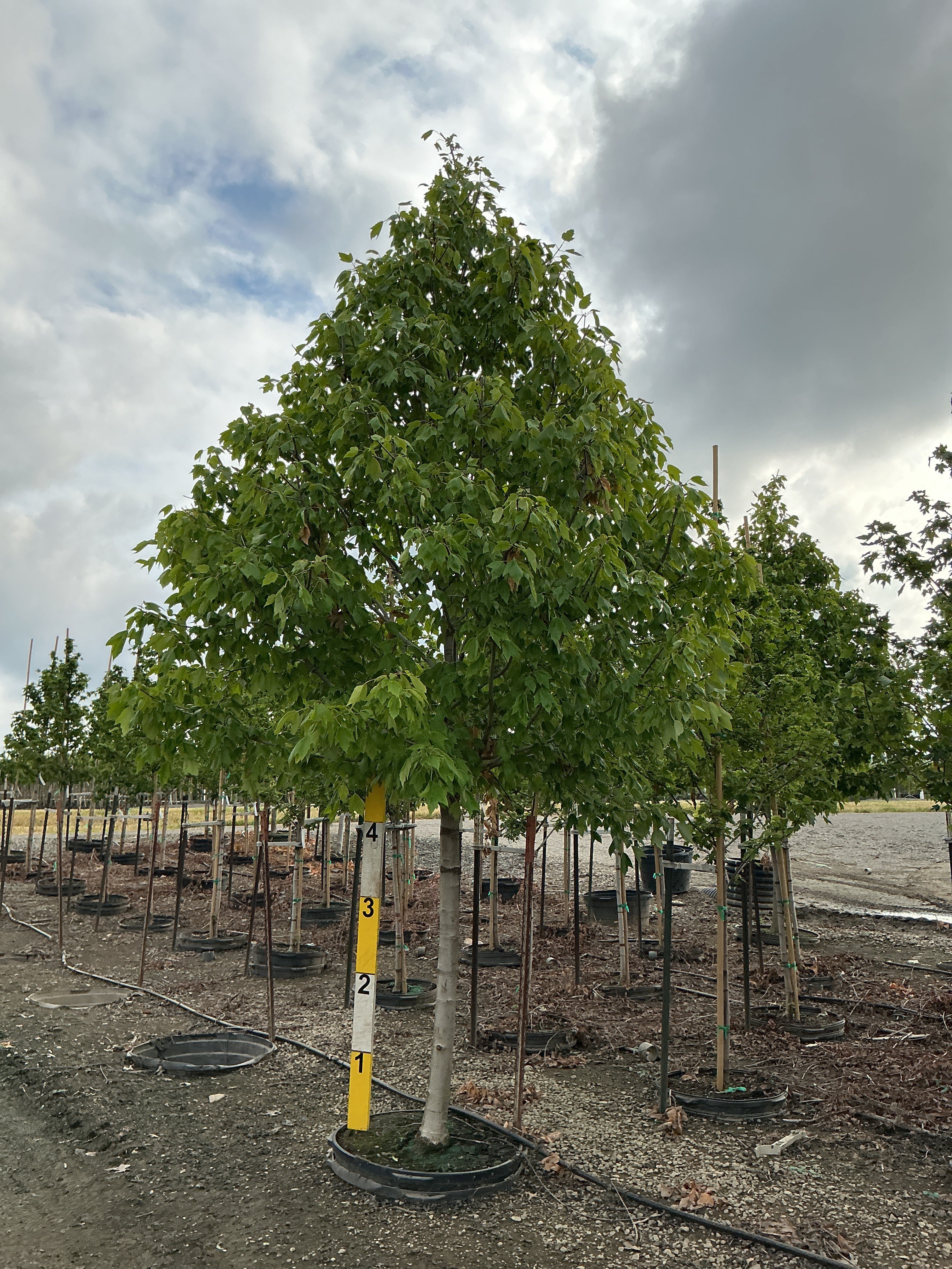 Acer rubrum 'Franksred'