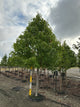 Acer rubrum 'Franksred'