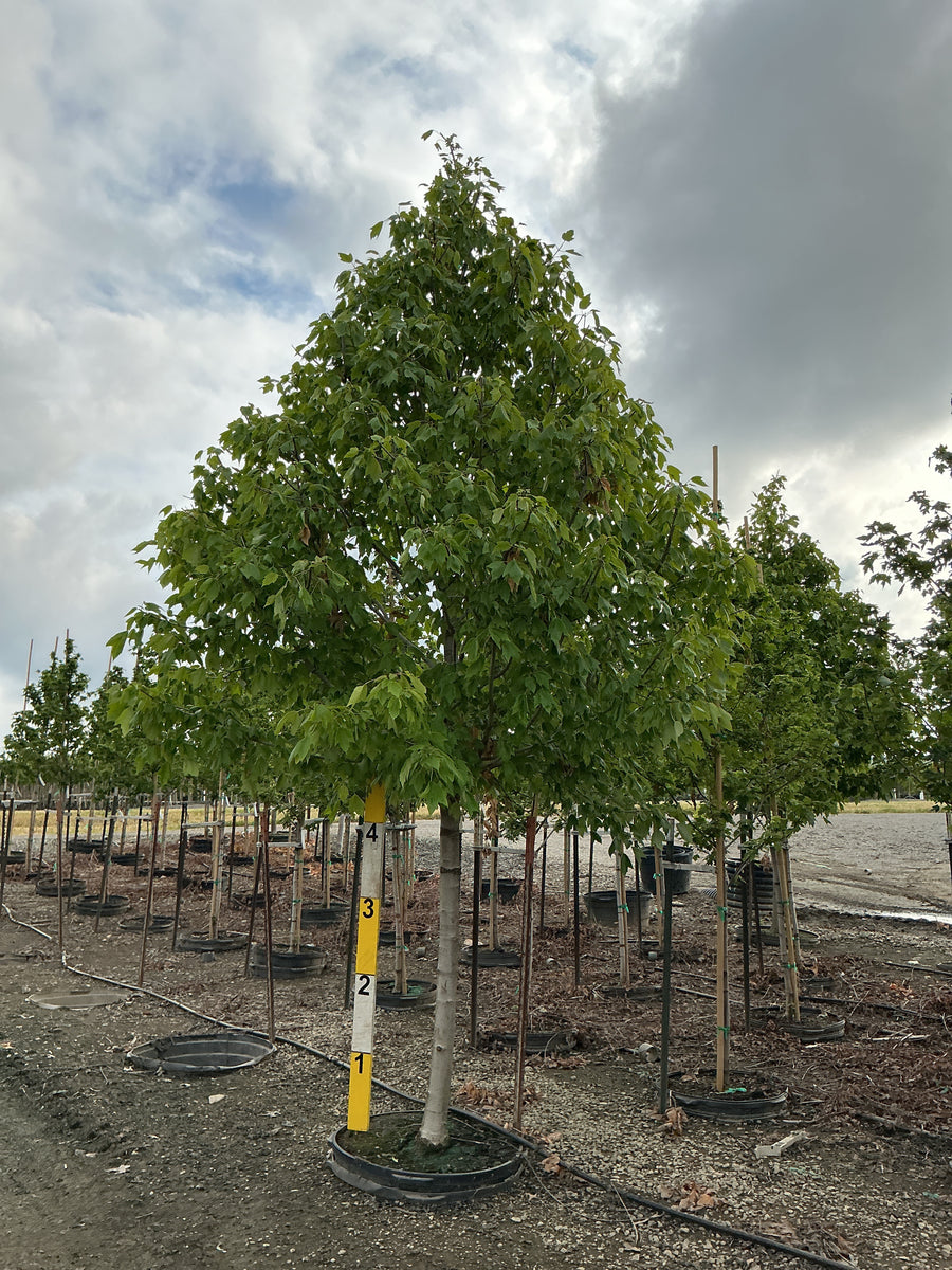 Acer rubrum 'Franksred' â€” G45 2.5