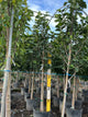 Magnolia 'Hybrid JURMag1'