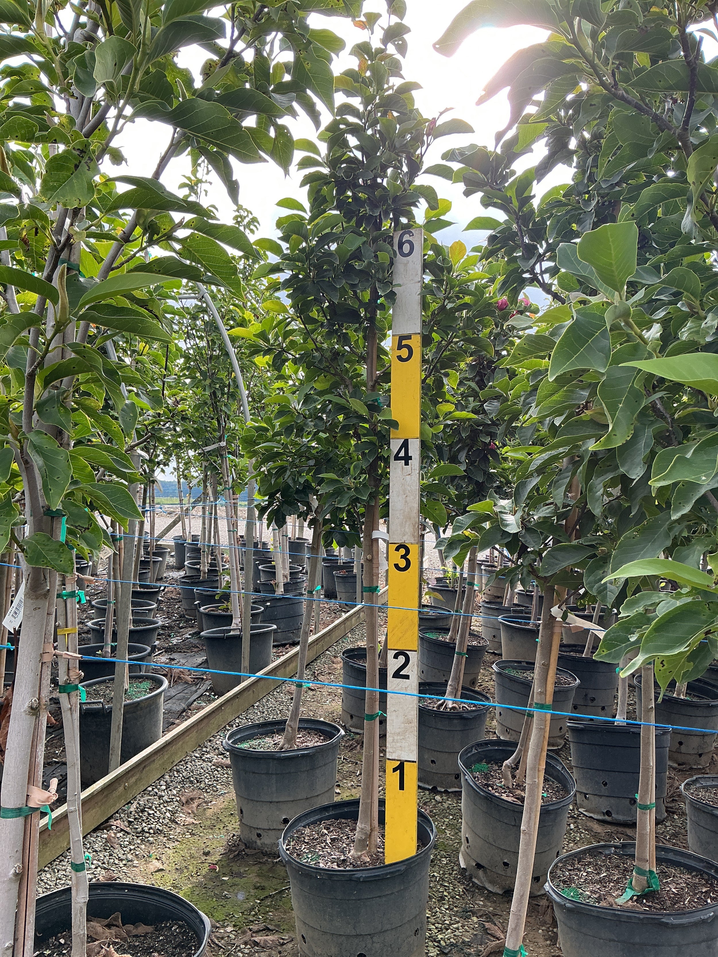 Magnolia x 'Genie'
