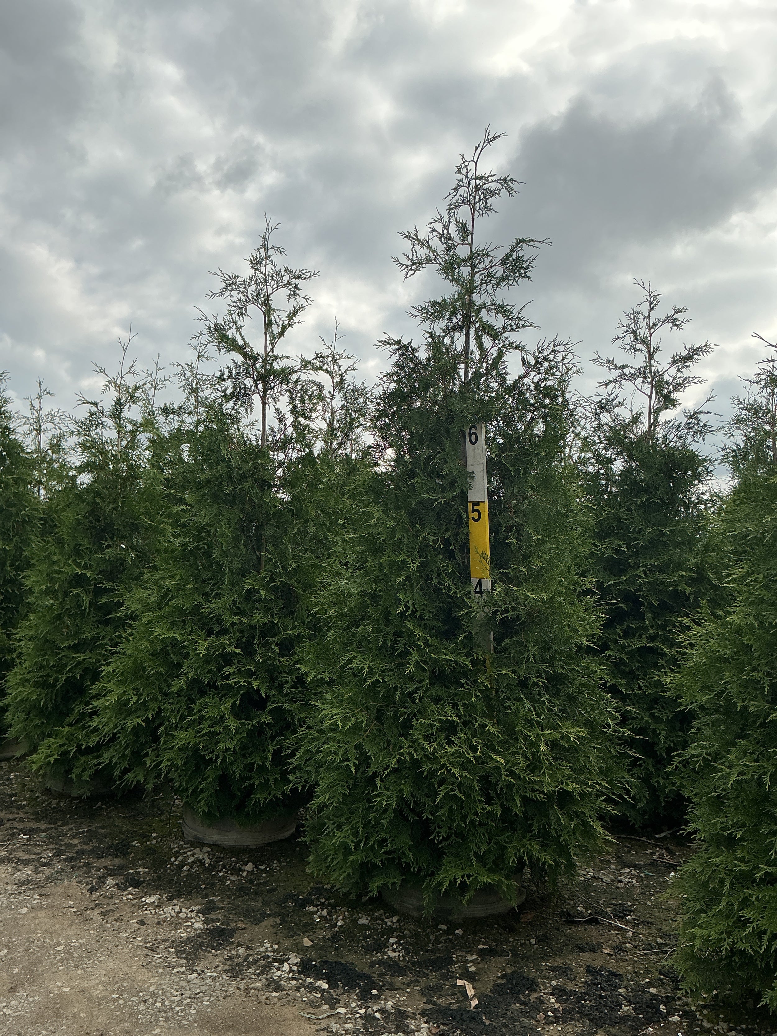 Thuja plicata 'Green Giant'