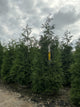 Thuja plicata 'Green Giant'