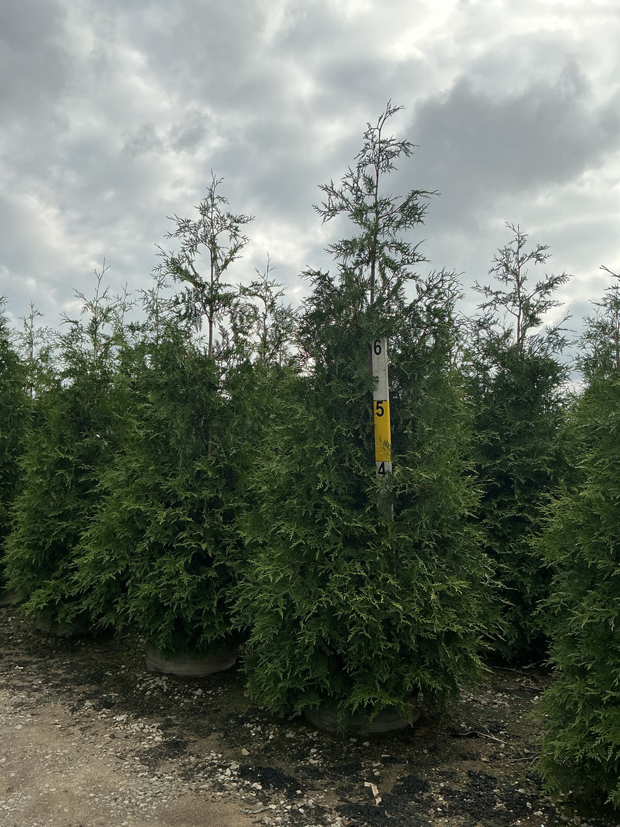 Thuja plicata 'Green Giant' â€” G25 84