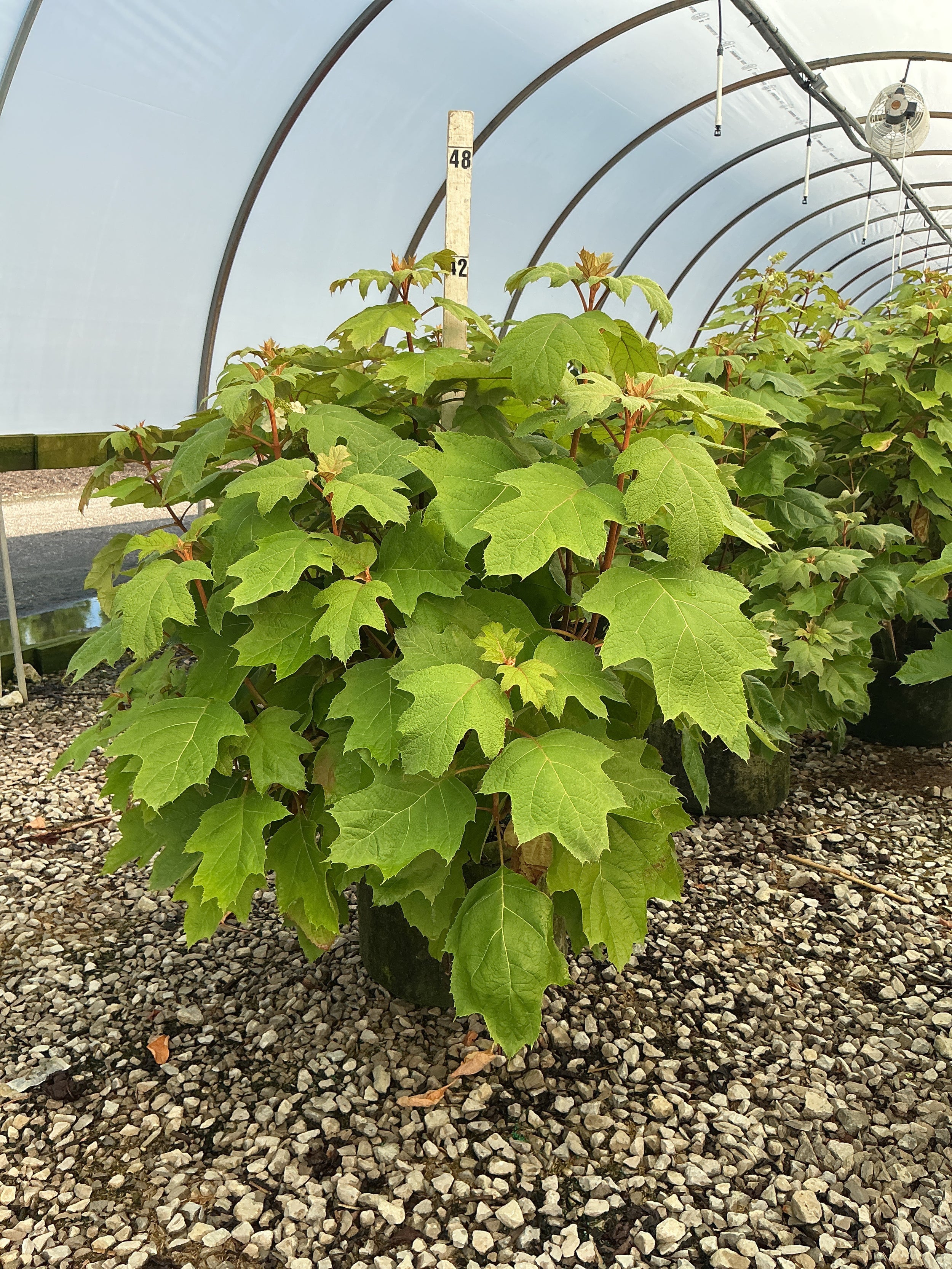 Hydrangea quercifolia 'Alice'