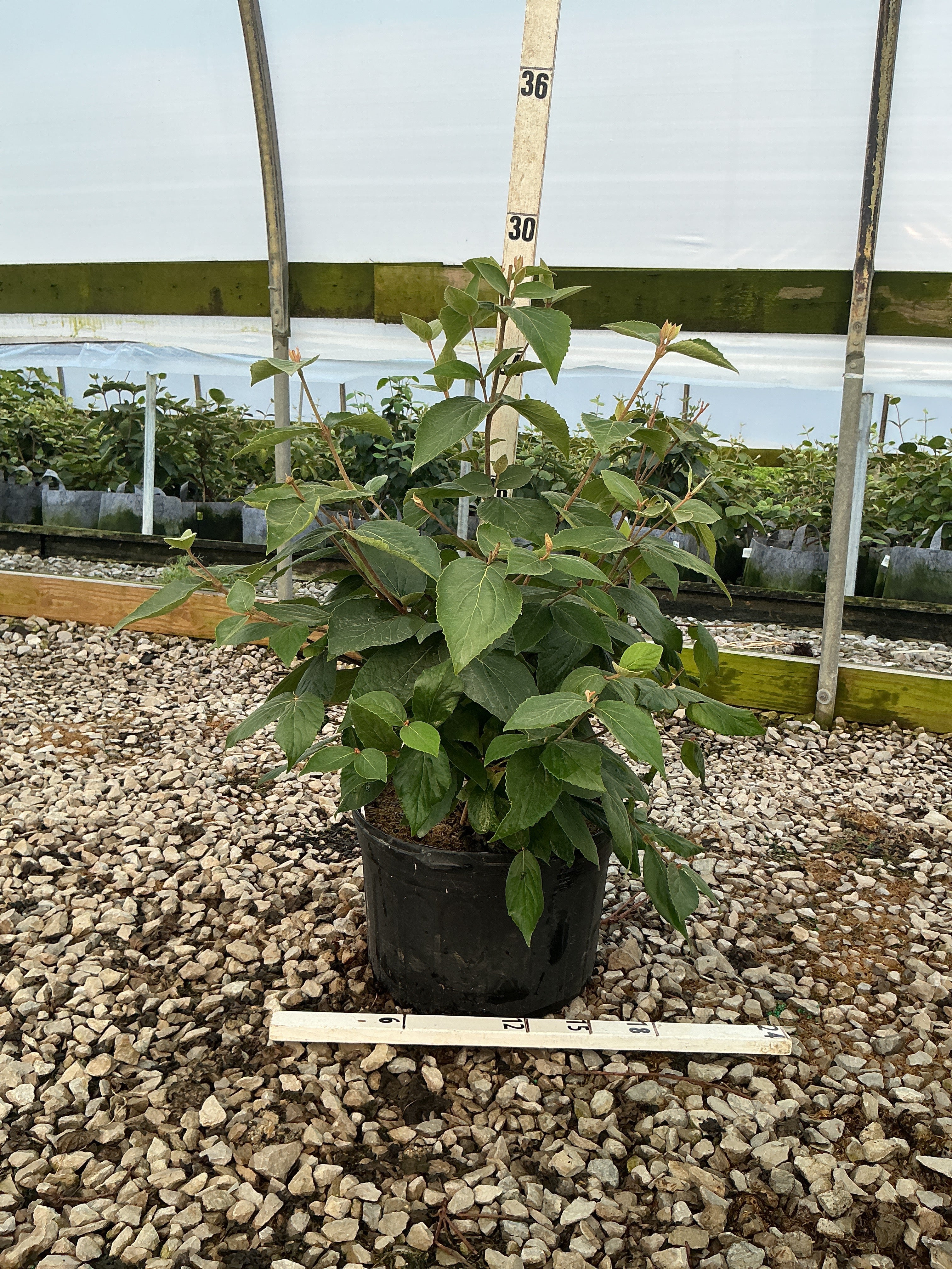 Viburnum x 'Juddii'