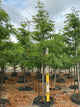 Gleditsia triacanthos var. inermis 'Suncole'