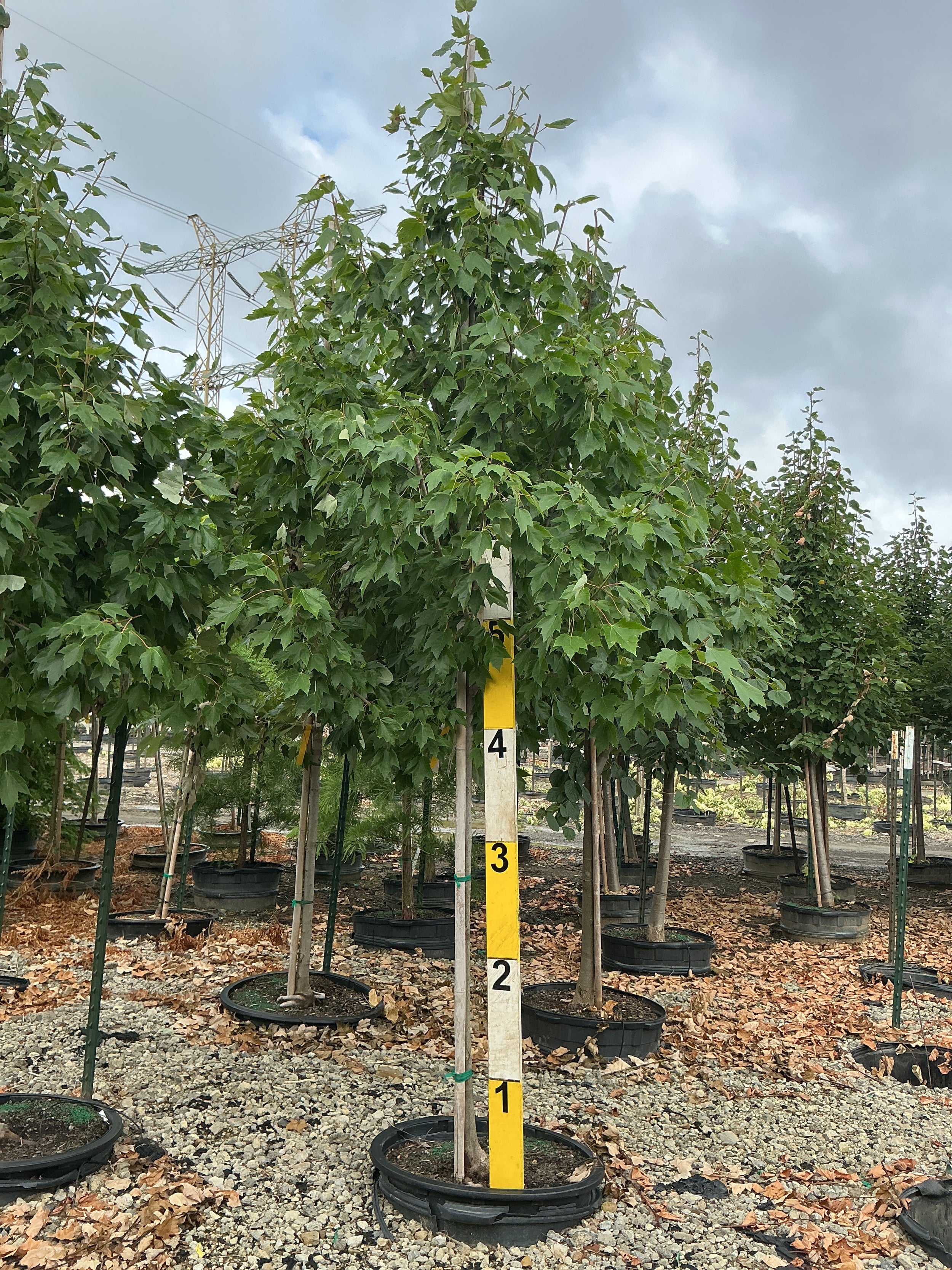 Acer rubrum 'Franksred'