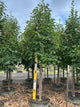 Tilia cordata 'Greenspire'