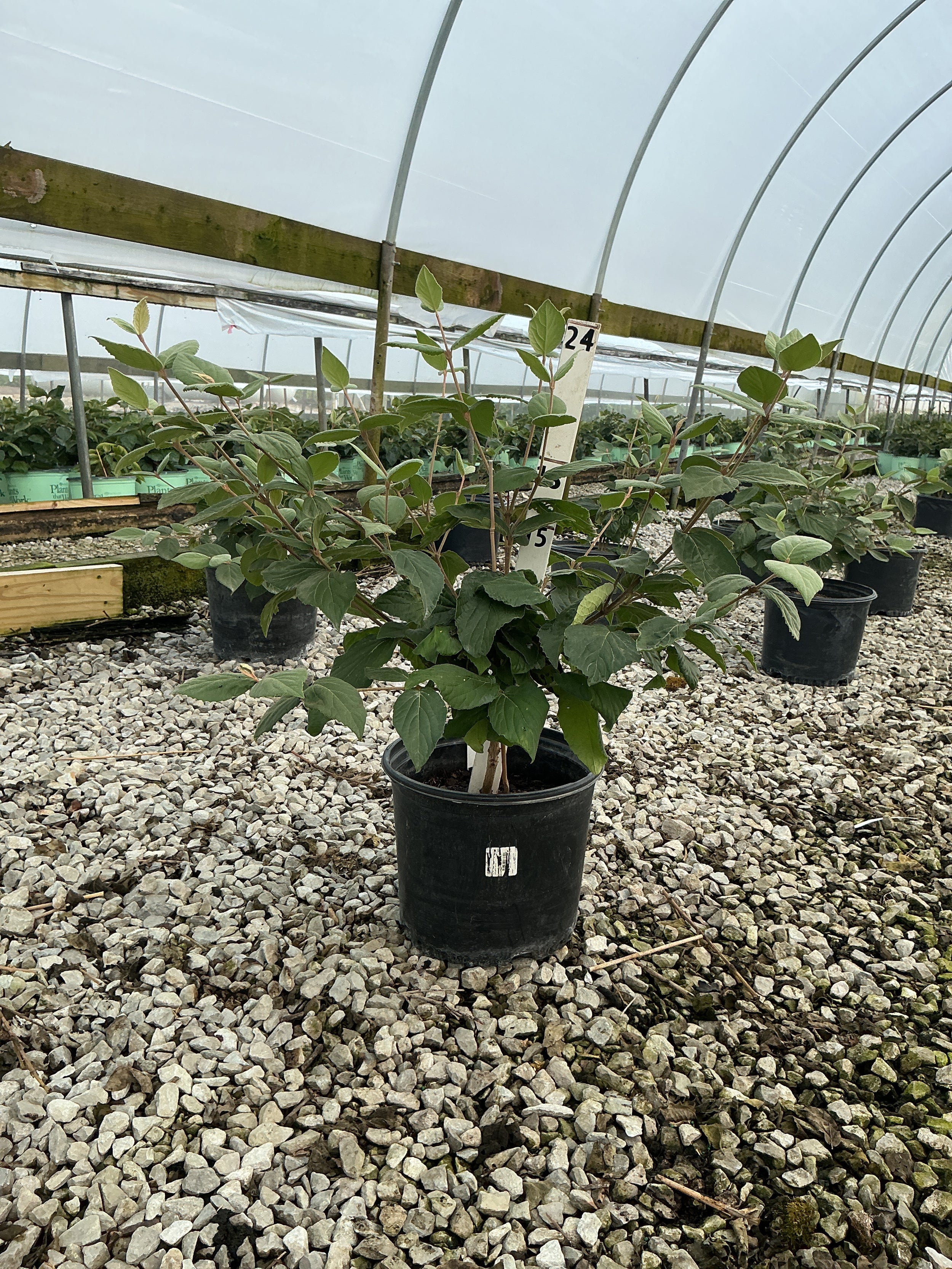 Viburnum x 'Juddii'