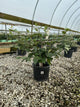 Viburnum x 'Juddii'