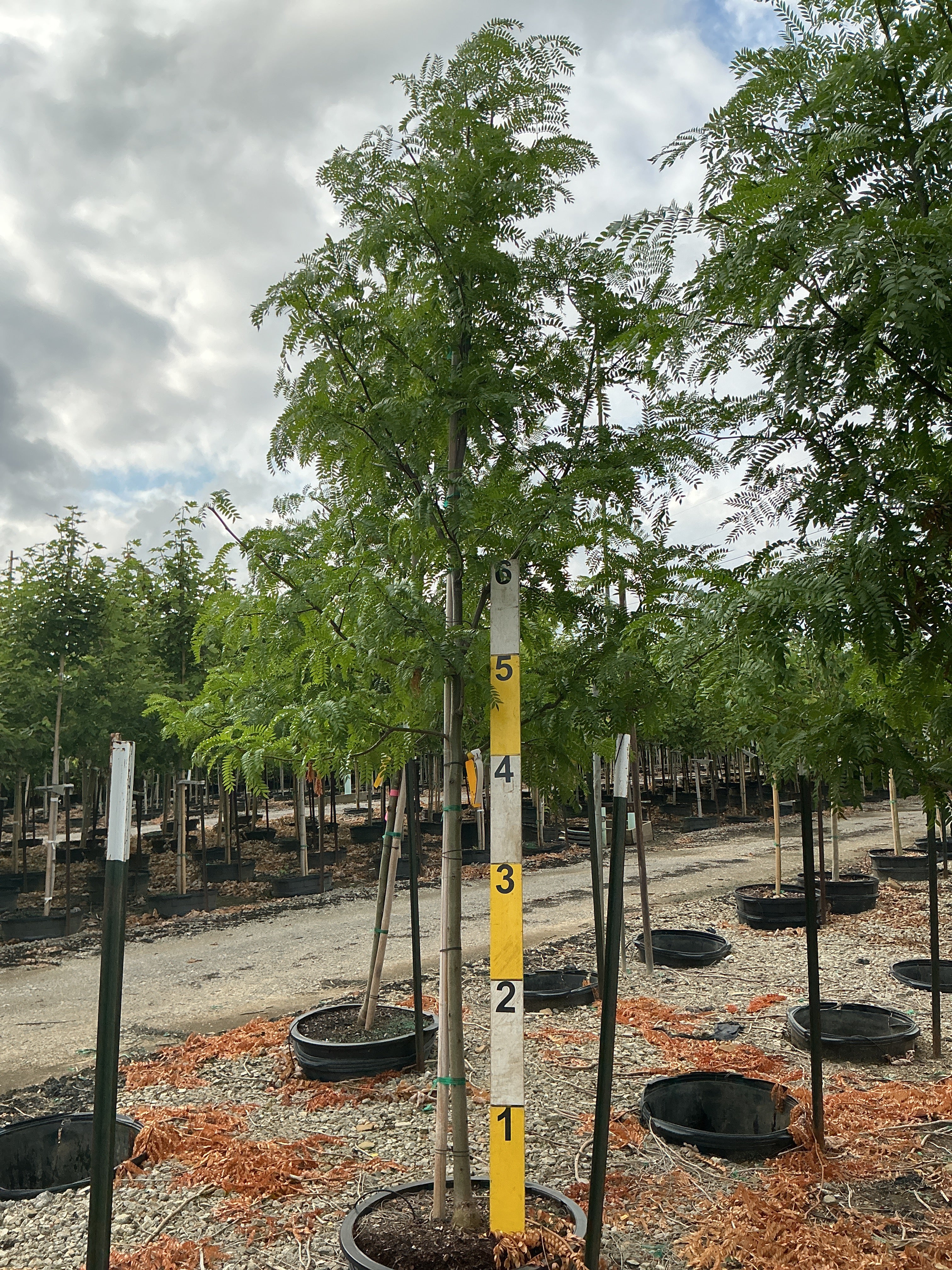 Gleditsia triacanthos var. inermis 'Skycole'