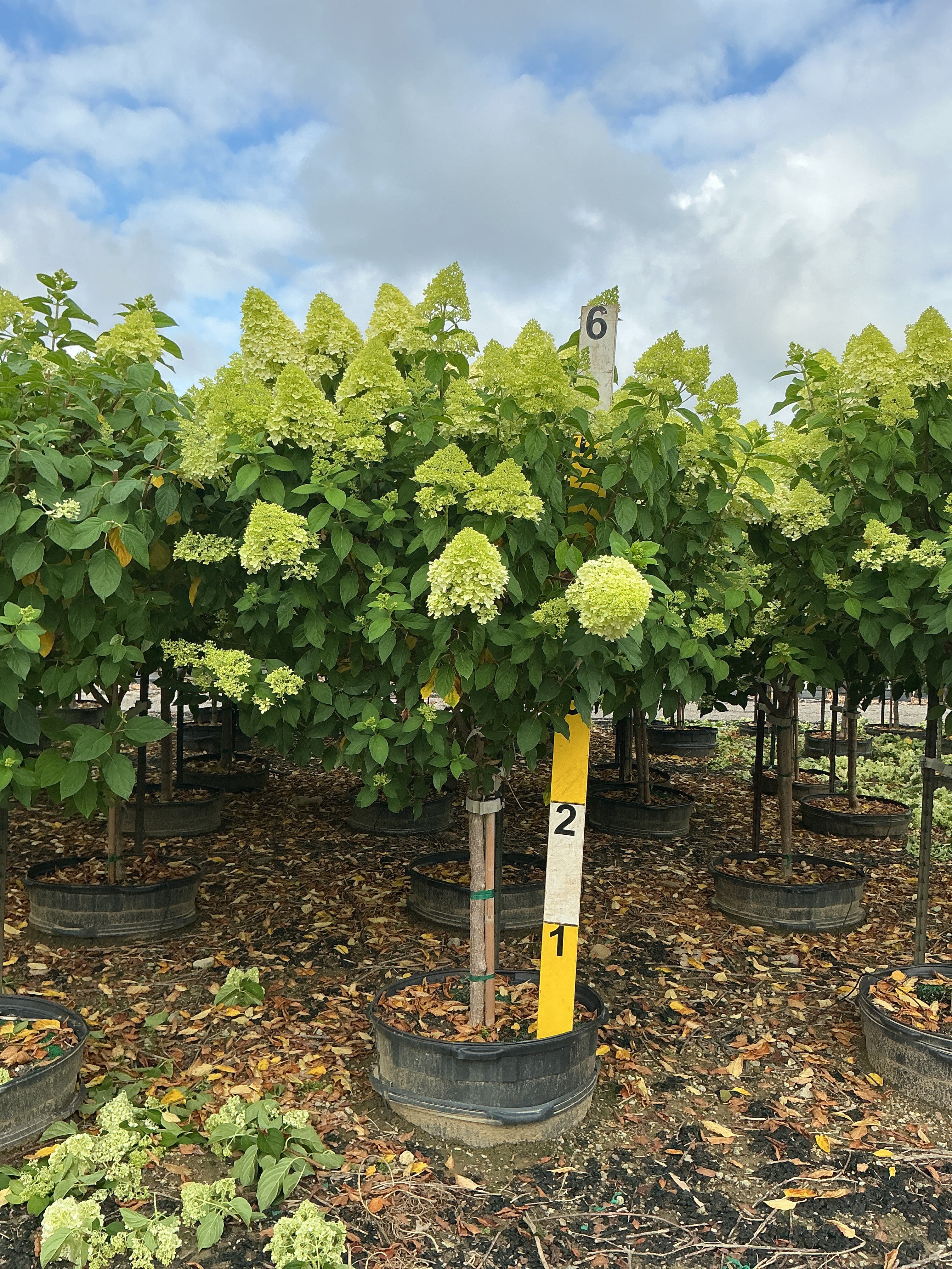 Hydrangea paniculata 'Zwijnenburg'