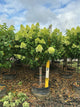 Hydrangea paniculata 'Zwijnenburg'