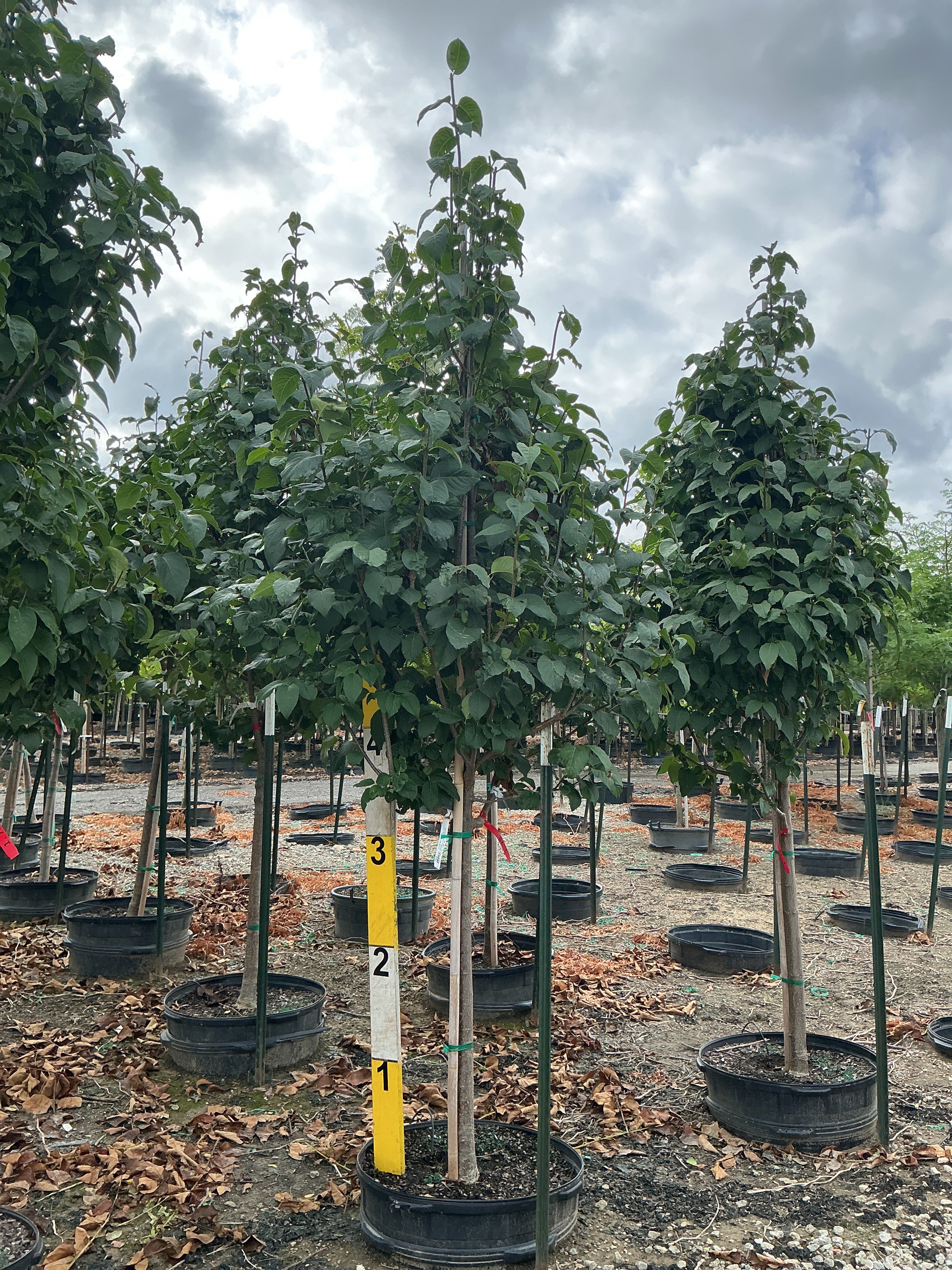 Syringa reticulata 'Ivory Silk'