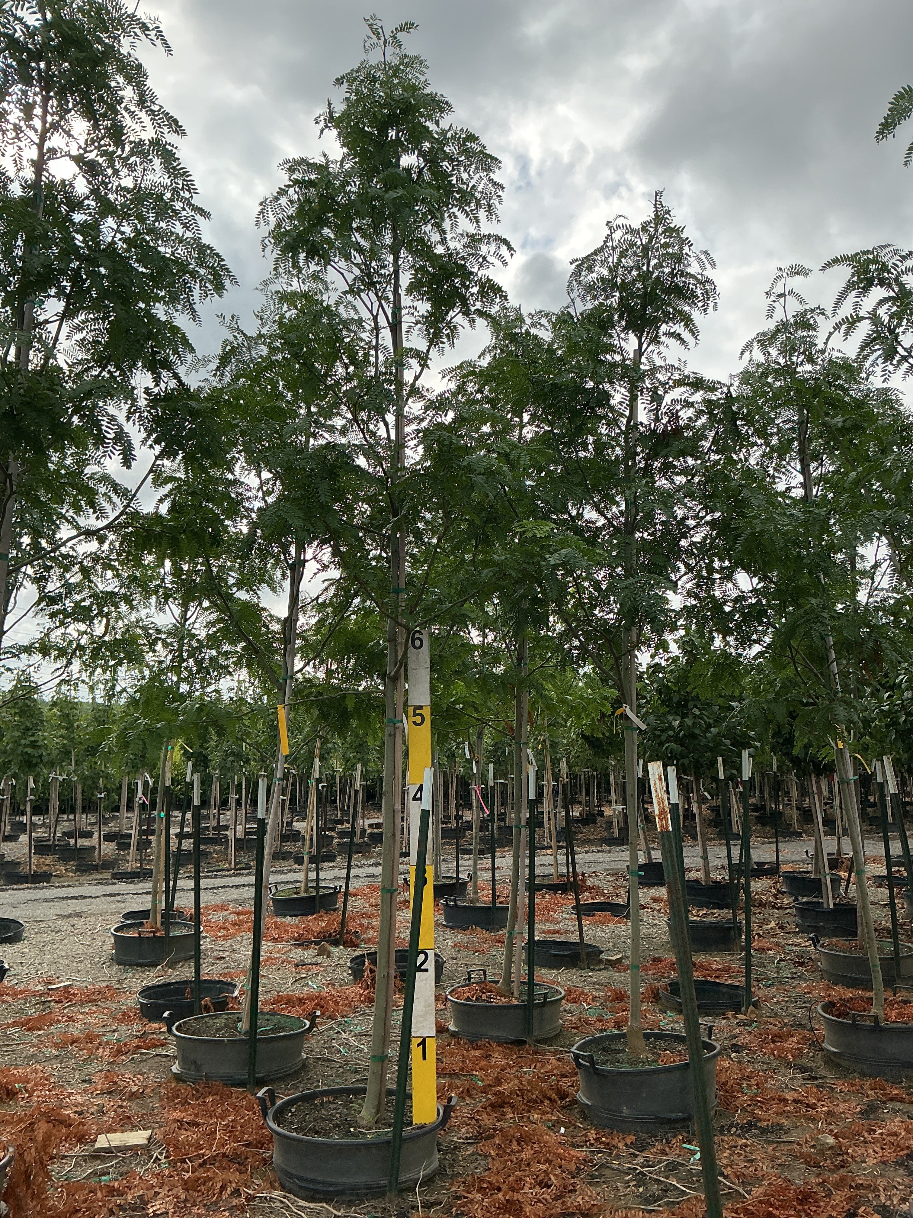 Gleditsia triacanthos var. inermis 'Draves'