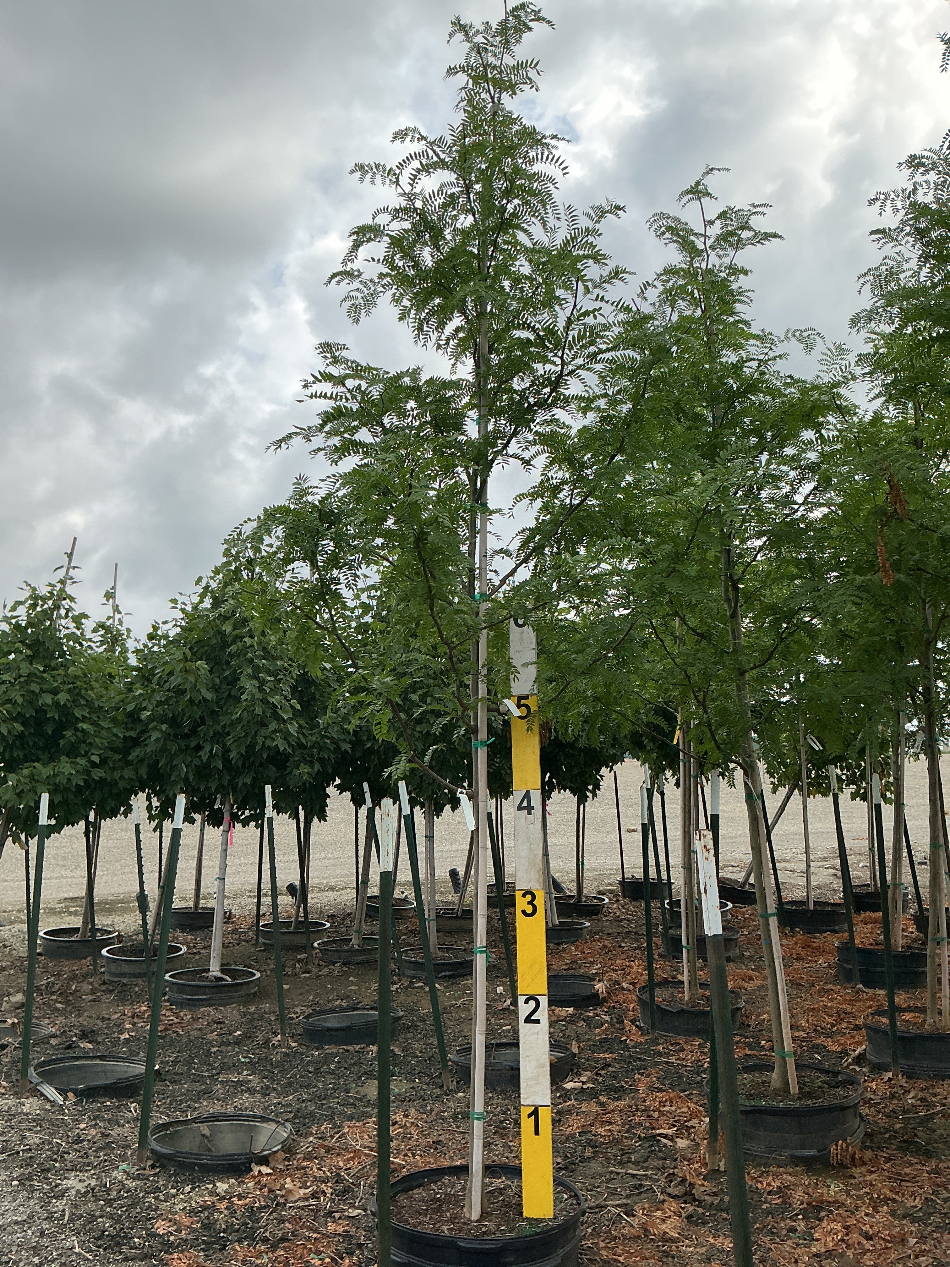 Gleditsia triacanthos var. inermis 'Skycole'