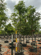 Gleditsia triacanthos var. inermis 'Skycole'