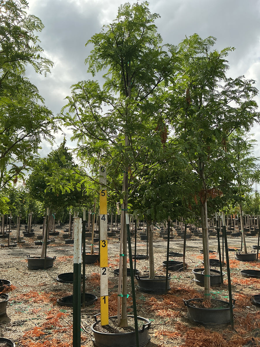 Gleditsia triacanthos var. inermis 'Skycole' â€” G25 2