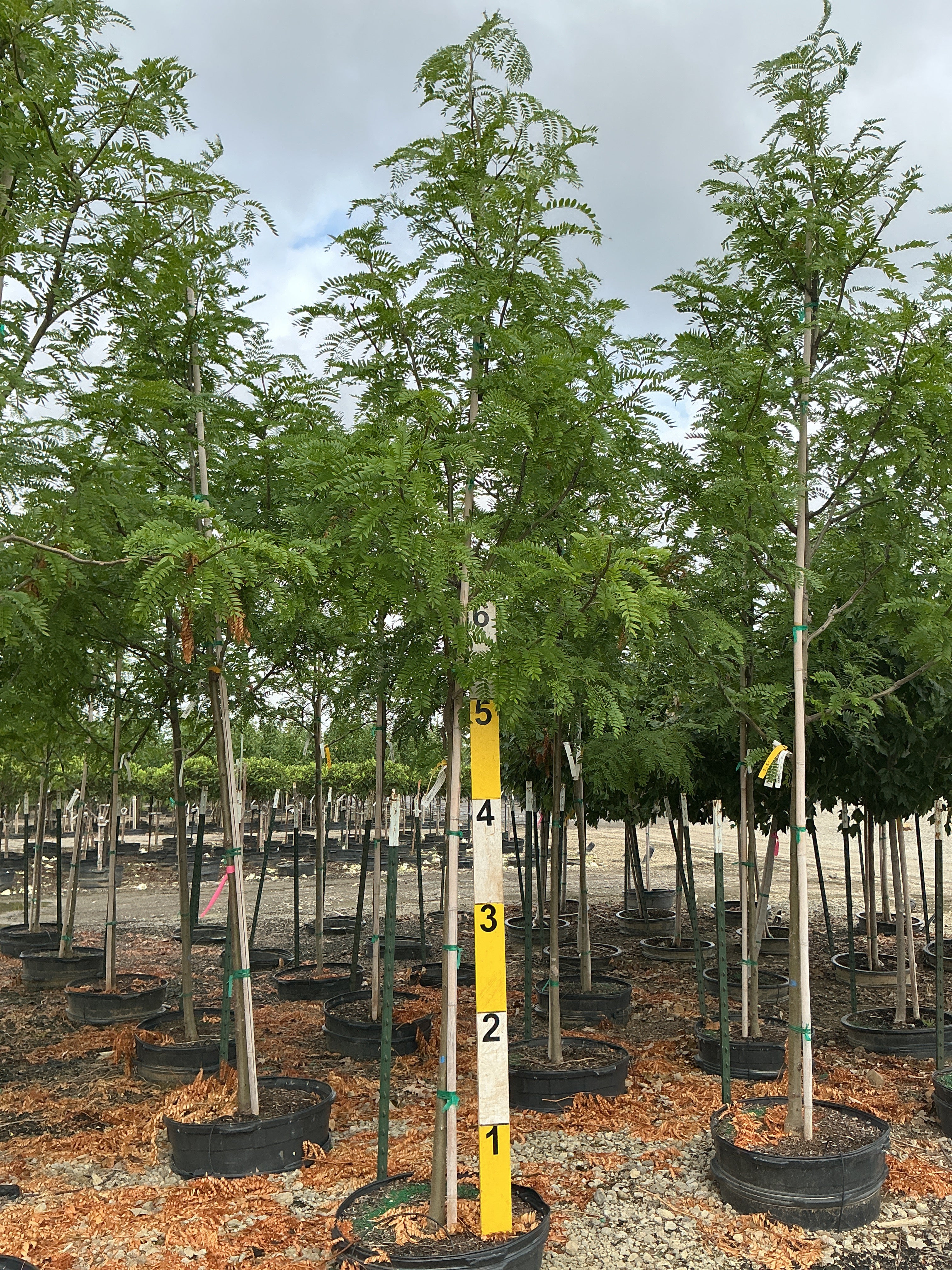 Gleditsia triacanthos var. inermis 'Skycole'