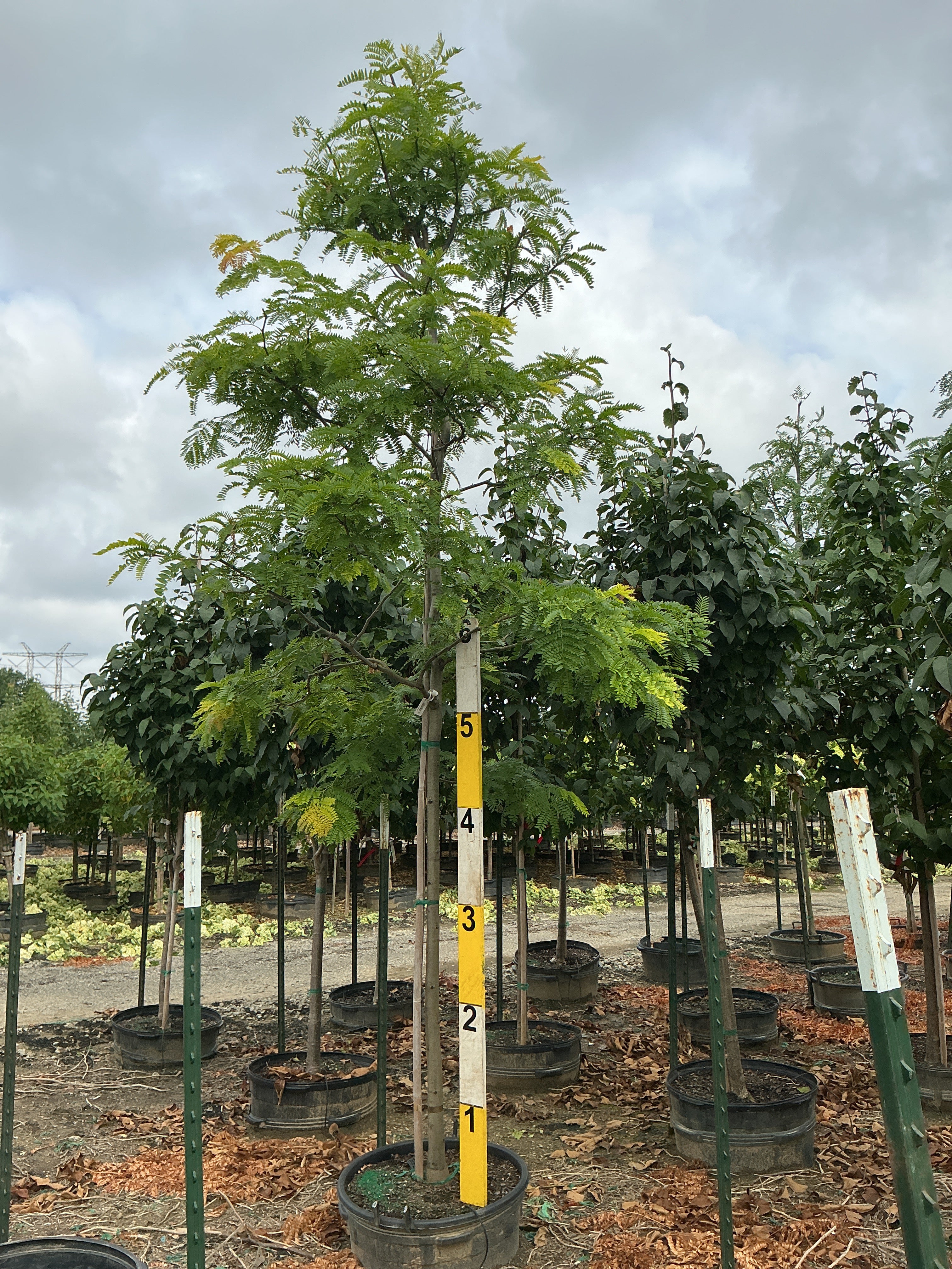 Gleditsia triacanthos var. inermis 'Suncole'