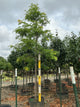 Gleditsia triacanthos var. inermis 'Suncole'