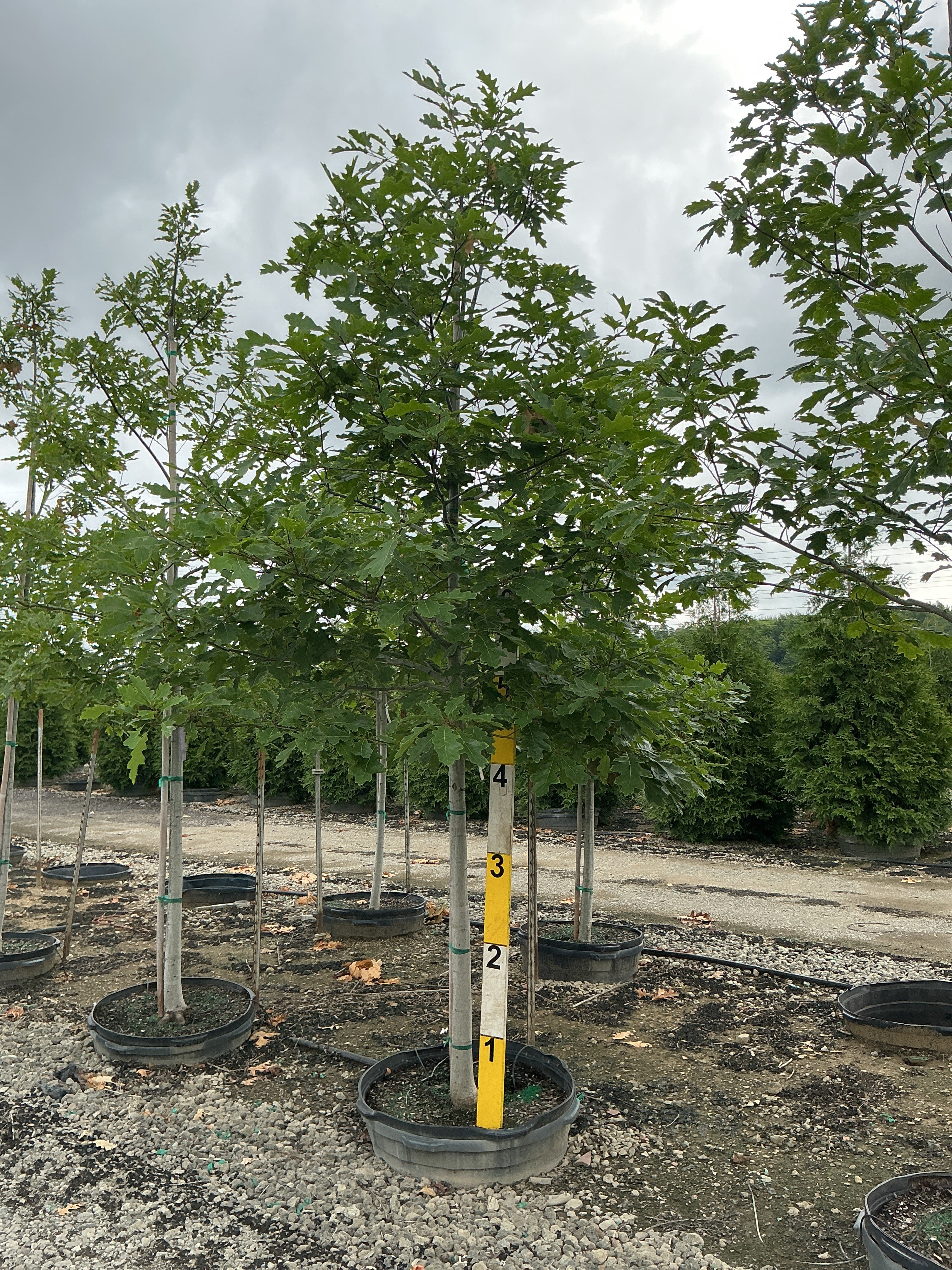 Quercus rubra 'Rubrum'