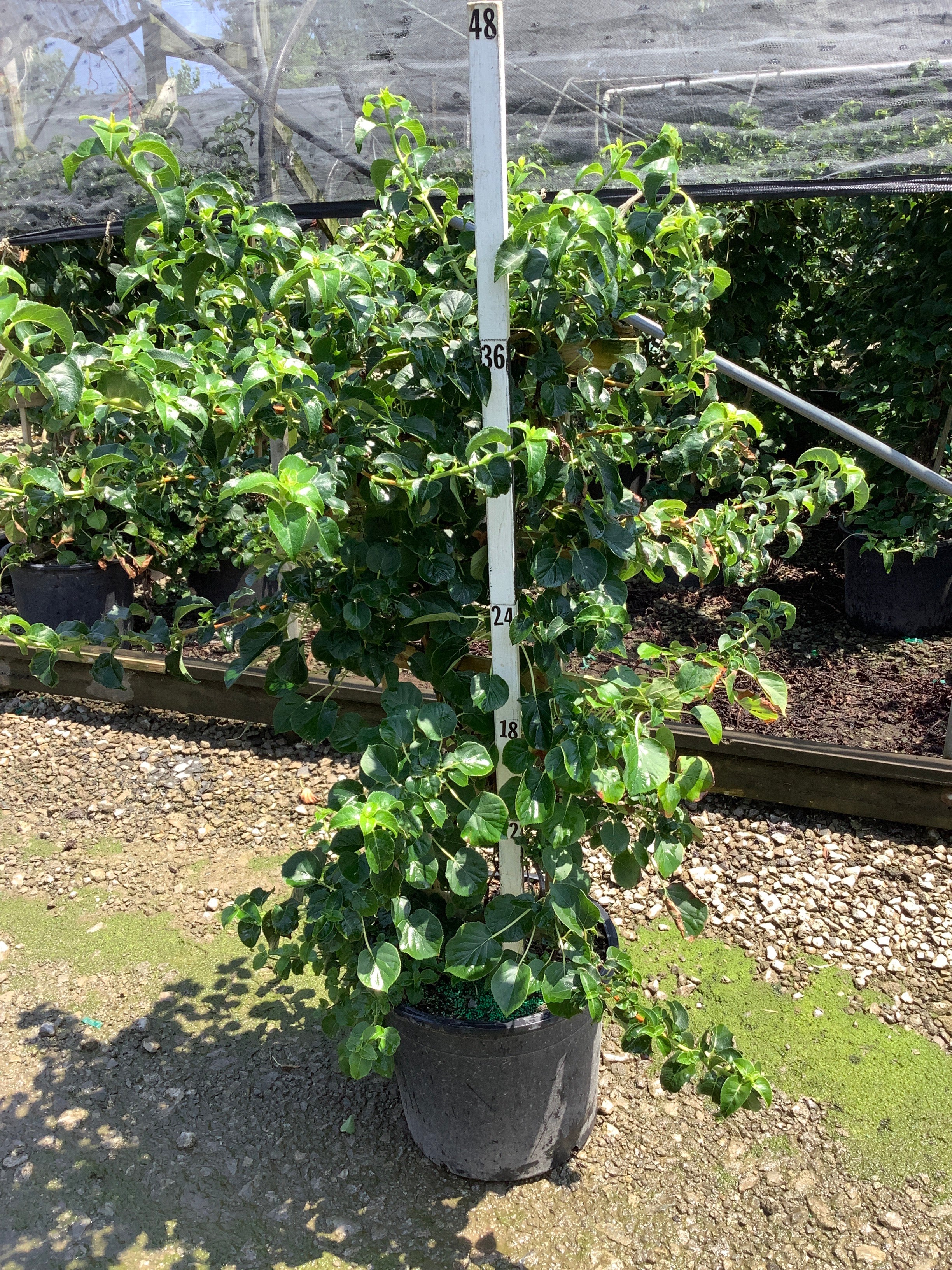 Hydrangea arborescens 'Petiolaris'