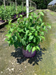 Philadelphus 'Snow Snowwhite Sensation'