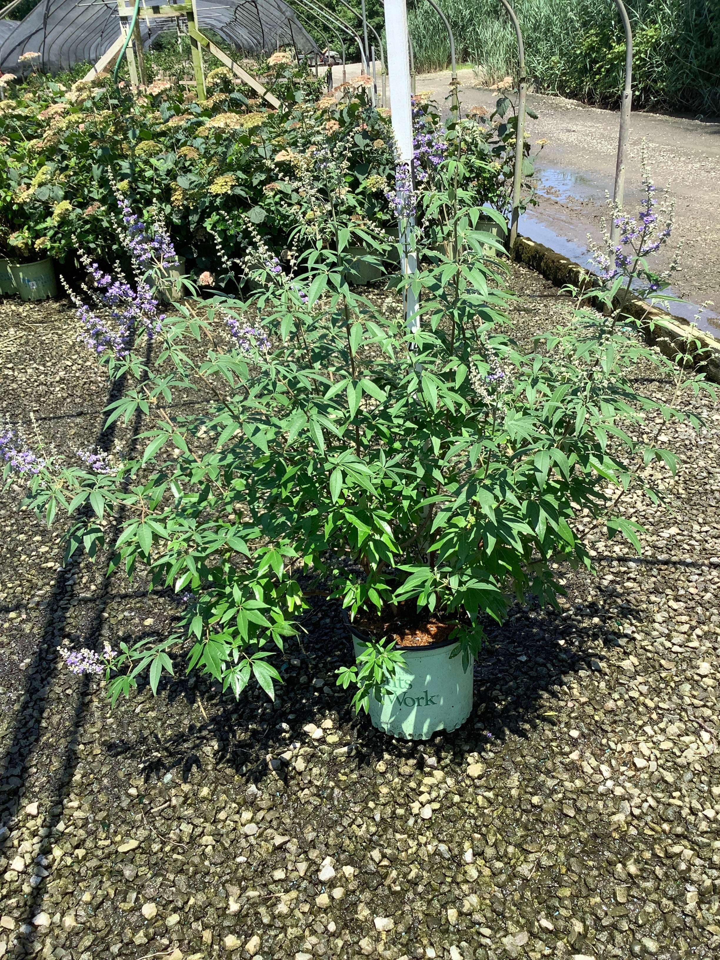 Vitex agnus castus 'Agnus-Castus'