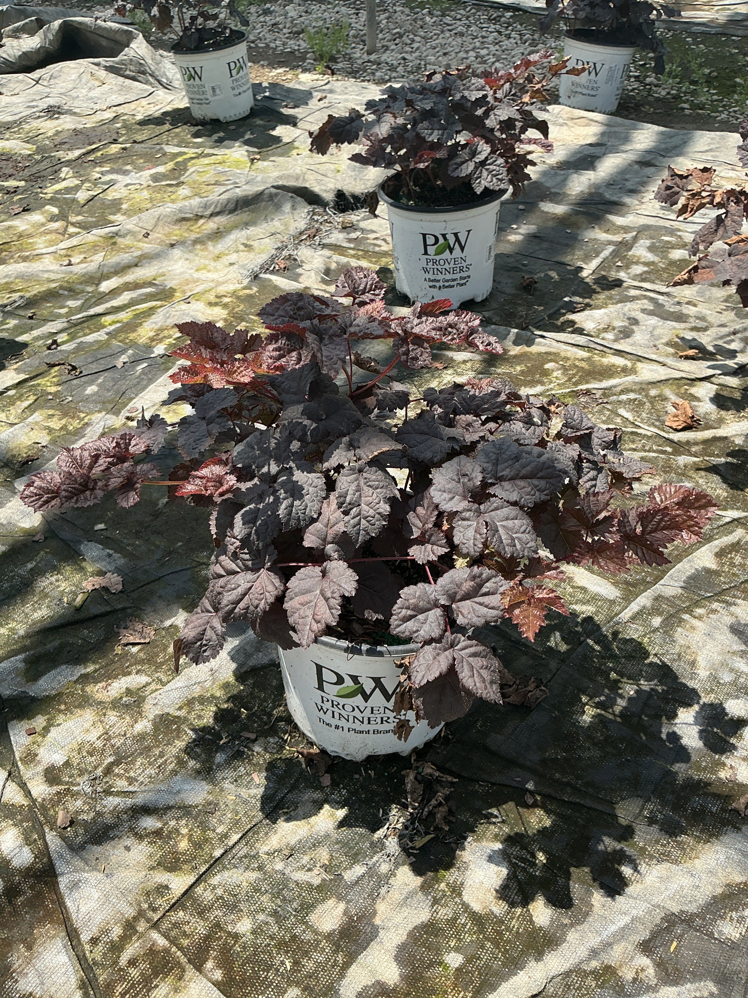 Astilbe 'Dark Side of the Moon'