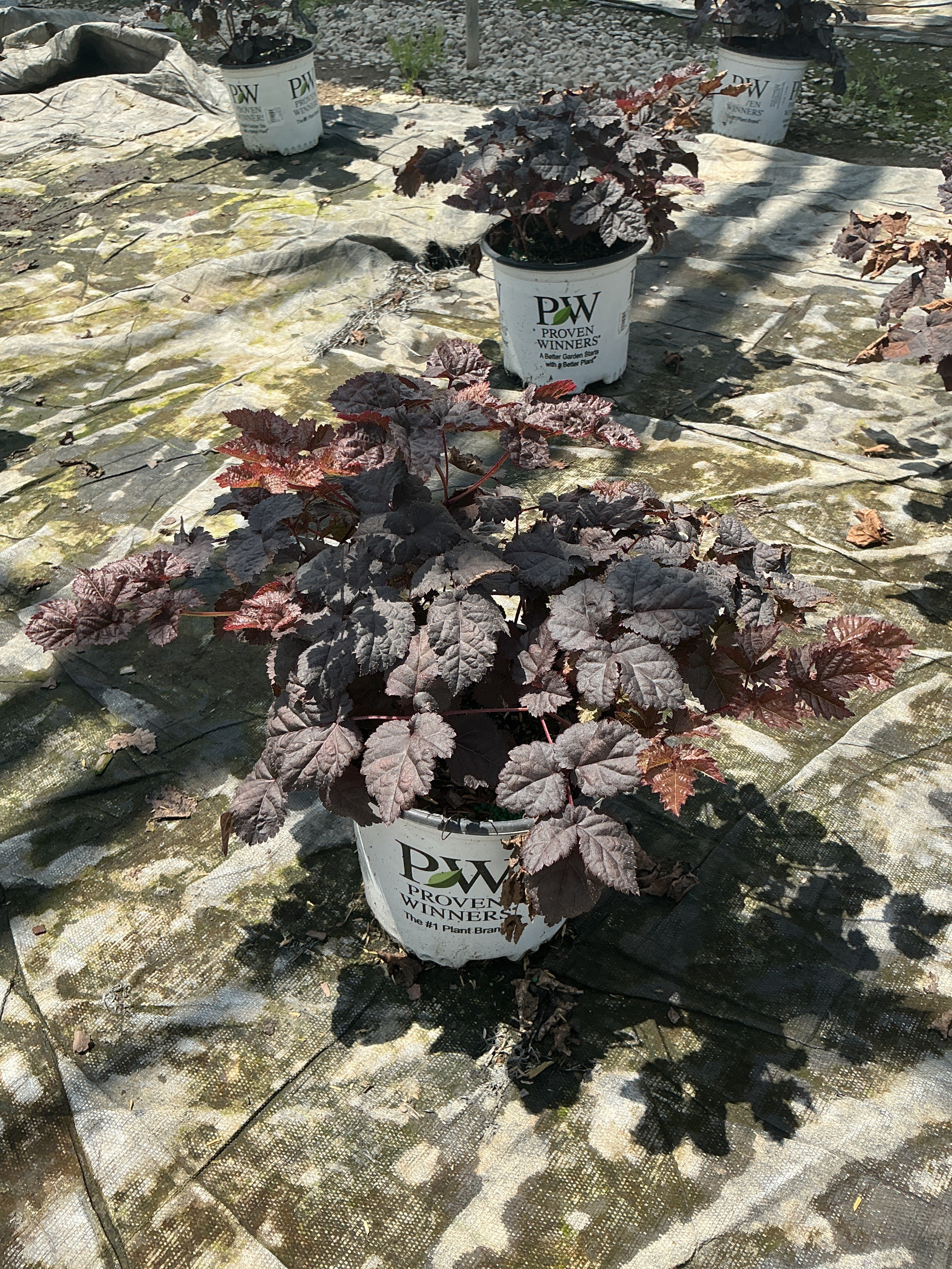 Astilbe 'Dark Side of the Moon'
