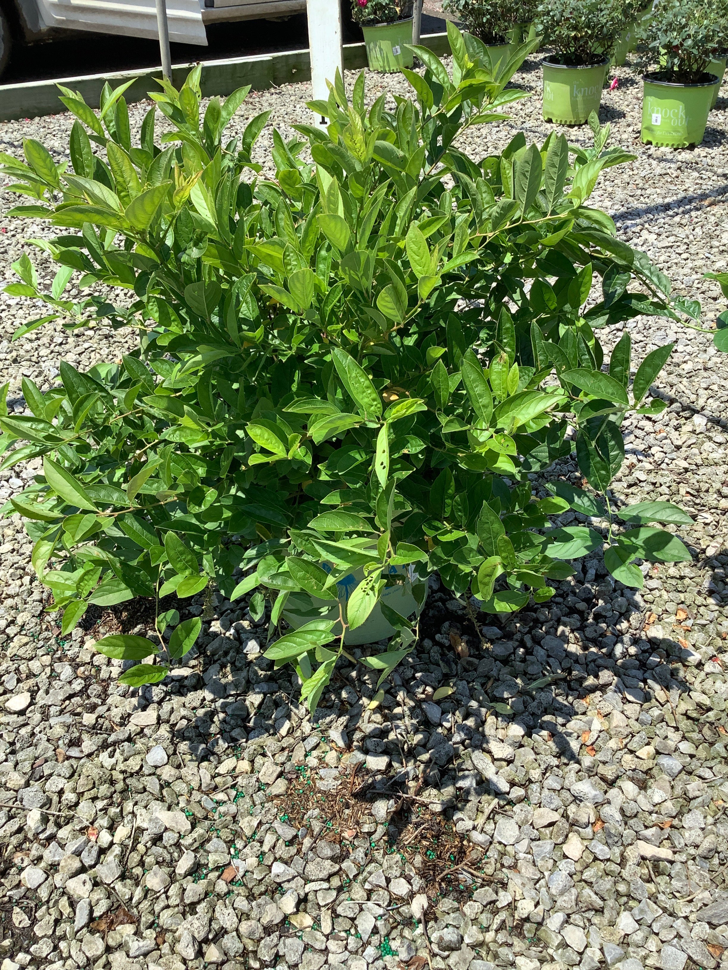 Itea fountains 'Of Rouge'