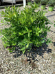 Itea fountains 'Of Rouge'