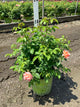 Rosa K.O 'Orange Glow'