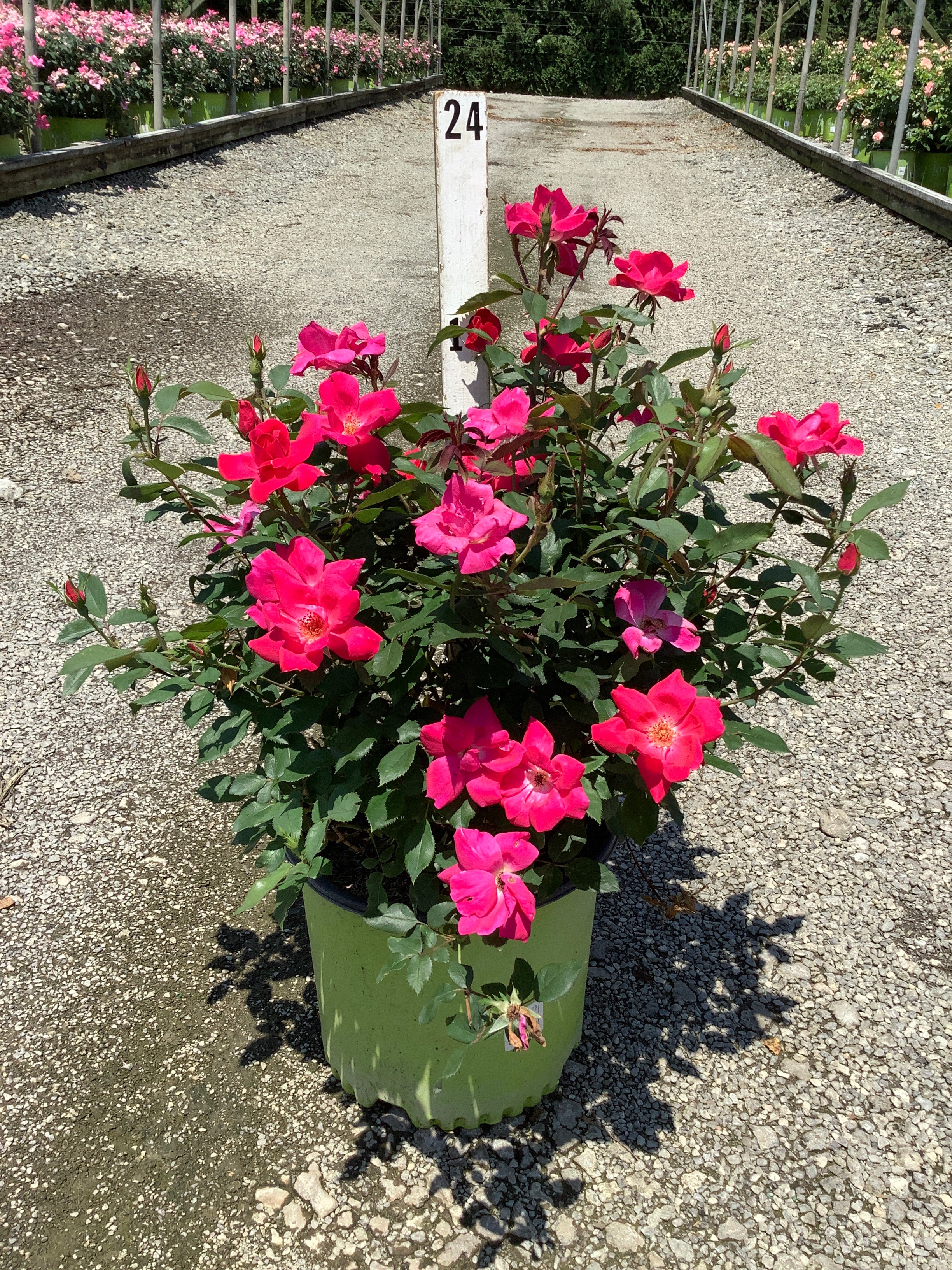 Rosa K.O 'Radrazz'