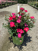 Rosa K.O 'Radrazz'