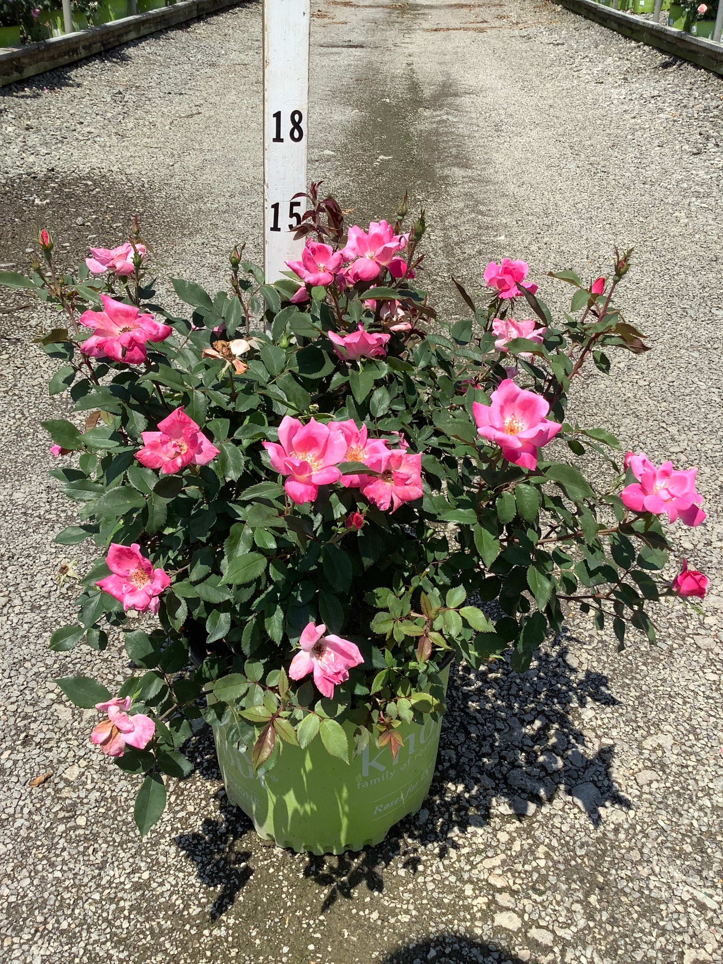 Rosa K.O 'Radcon'