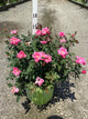 Rosa K.O 'Radcon'