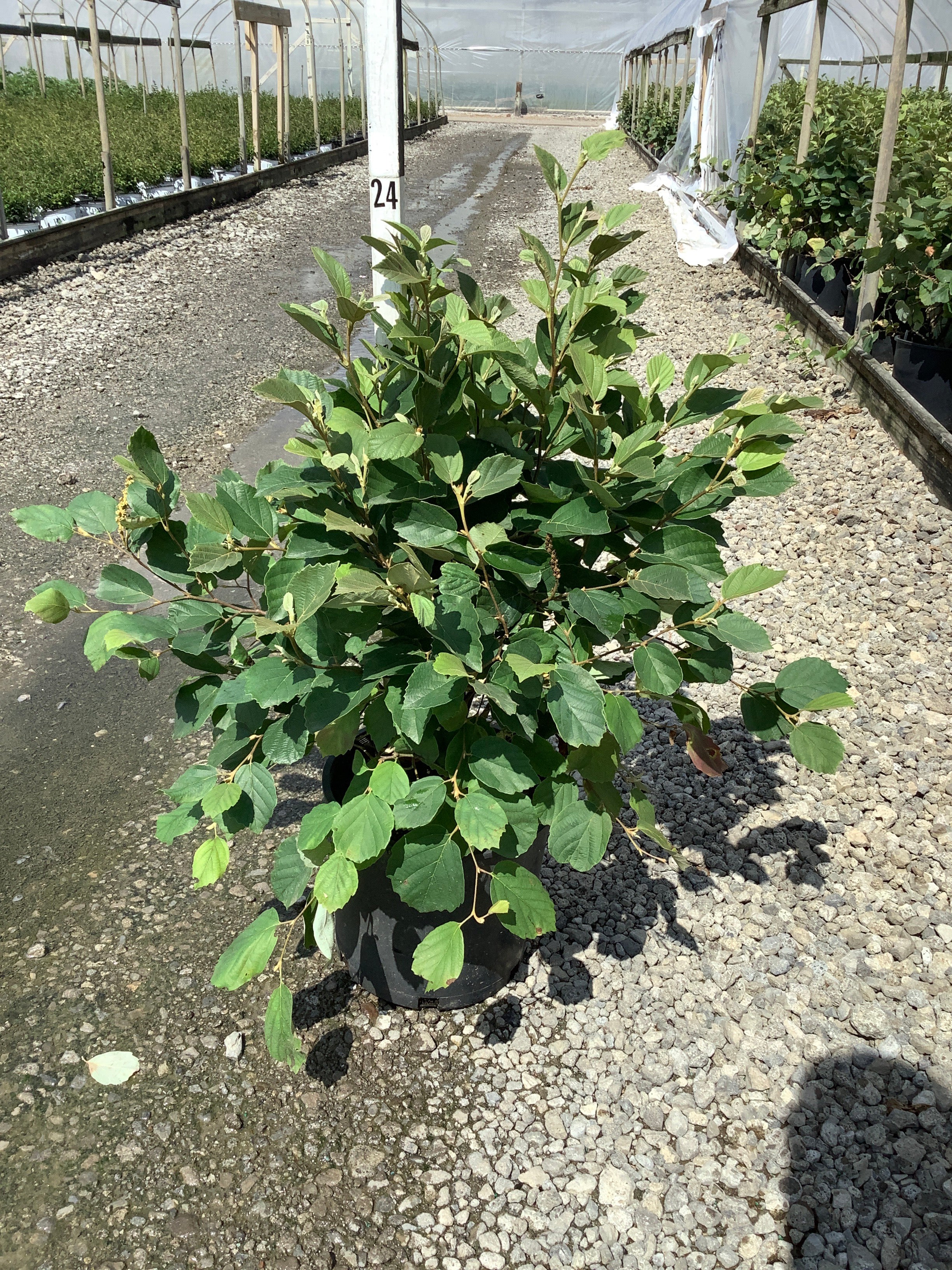 Fothergilla gardenii 'Mount Airy'
