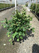 Fothergilla gardenii 'Mount Airy'